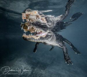 This toothy American alligator was  very tolerant of me a... by Debbie Wallace 